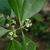 Close-up of small, white, tubular flowers.