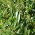 Leafy shoots bearing short, axillary cymes of white flowers.