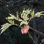 Emerging leaves