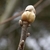 Leaf Bud - March 20 - Warren Co., NC