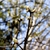 Leaf Buds - March 20 - Warren Co., NC