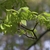 bright green compounded leaves on branches with terminal buds