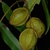 Fruits (Pitt County, NC)-Late Fall