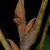 Stem and buds (Pitt County, NC)-Late Fall