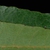 Toothed margins (Pitt County, NC)-Late Fall