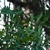 Branches (Pitt County, NC)-Late Fall