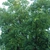 Tree form (Monroe County, NY)-Early Fall