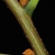 Stem buds (Monroe County, NY)-Early Fall