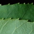 Serrated margins (Monroe County, NY)-Early Fall