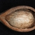 Husk and nut (Guilford County, NC)-Early Fall