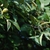 Branch and leaves (Guilford County, NC)-Early Fall
