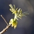 Shows the outer bud scales peeling back and drooping.