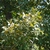 Branches and leaves (Pickens County, AL)-Mid Fall