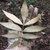 Silvery undersides of a compound leaf