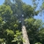 Form looking up at the tree