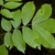 Green compound leaves with 9 leaflets