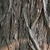 Bark close-up (Niagara Falls, ON)-Late Summer