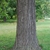 Tree trunk (Niagara Falls, ON)-Late Summer