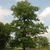 Tree form (Niagara Falls, ON)-Late Summer