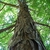 Shaggy bark (Guilford County, NC)-Early Fall