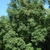 Tree form (Guilford County, NC)-Early Fall