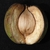 Husk and nut (Guilford County, NC)-Early Fall