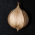 4-parted husk (Guilford County, NC)-Early Fall