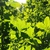 Compound leaves (Guilford County, NC)-Early Fall