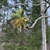 Emerging Leaves & Flower/Catkin in Spring