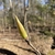 Leaf bud in Sping