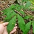 Leaves in April