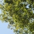 Tree branches (Seven Lakes, NC)-Early Fall