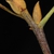 End and stem buds (Seven Lakes, NC)-Early Fall