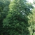 Tree form (Guilford County, NC)-Early Fall