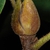 End bud (Guilford County, NC)-Early Fall