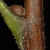 Stem buds (Guilford County, NC)-Early Fall