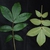 Front and back of leaf (Guilford County, NC)-Early Fall