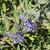Caryopteris x clandonensis