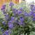 Caryopteris x clandonensis