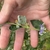 Flower buds growing in whorls up the stem