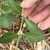 Green opposite leaves on a stem