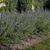 Caryopteris x clandonensis