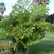 Clustering palm with dense foliage of bipinnate leaves.