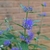 Shrub against a brick wall with clusters of bright blue flowers