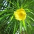 Cascabela thevetia