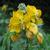Cassia Occidentalis