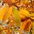 Fall color