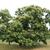 Castanea dentata