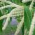Male catkin