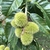 Castanea henryi